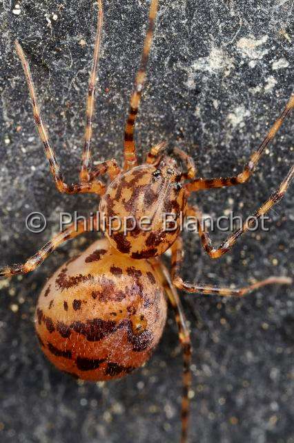 PBL_Araignees_2013_MG_4792.JPG - France, Pyrénées-Atlantique (64), Scytodidae, Araignée cracheuse (Scytodes thoracica), Spitting spider